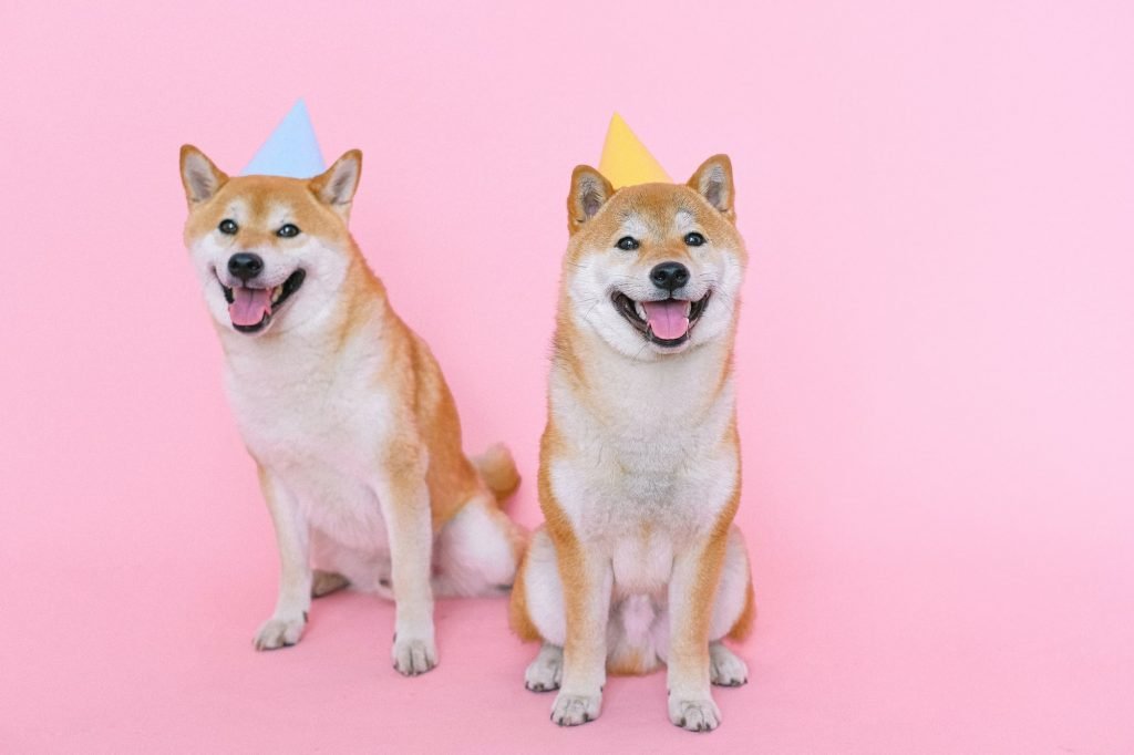 Image of two dogs sitting next to each other looking happy in front of a pink background. Are you struggling in your relationship? As a San Diego couples therapist Jordan can help you find joy and closeness. Reach out and learn how couples therapy in San Diego, CA can help you.