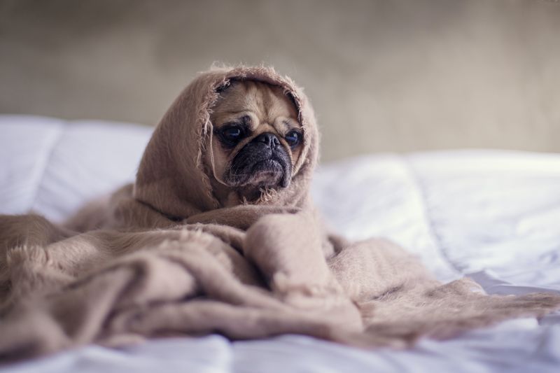 Image of a pug wrapped in a blanket sitting on a bed. It is possible to find healthy ways to cope with stress. During therapy for stress you will learn how to reduce it. Get to the core reason for you struggles with stress management in San Diego. Call today!